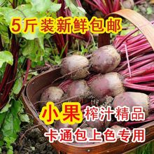 新鲜甜菜头甜菜根红菜头蔬菜面卡通包一份五斤装小个头颜色深包邮