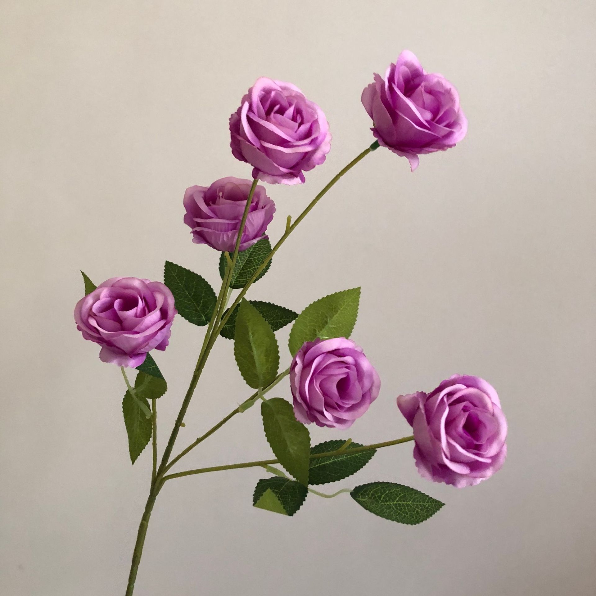 보라