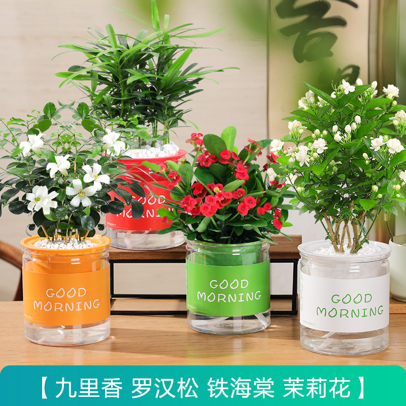 [향기로운 꽃과 녹색 식물 4 화분] 재스민 + 포도카르푸스 + 철 베고니아 + 구리샹