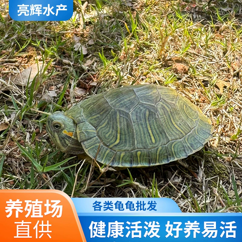 Маленькие живые черепахи, бразильские черепахи, черепахи-стойловики, черепахи-пары, золотые черепахи, декоративные черепахи для домашних животных, большие черепахи, живые черепахи-яйца.