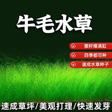 生态鱼缸用水草种子四季养鱼速成草坪造景大小对叶牛毛草籽套餐