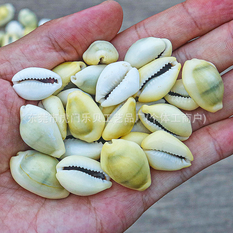 Concha Daquan natural con cera de pescado, materiales decorativos mediterráneos DIY al por mayor