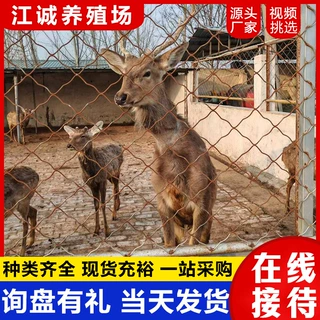 景区观赏互动梅花鹿活体 常年出售租赁梅花鹿 承接动物园景区规划