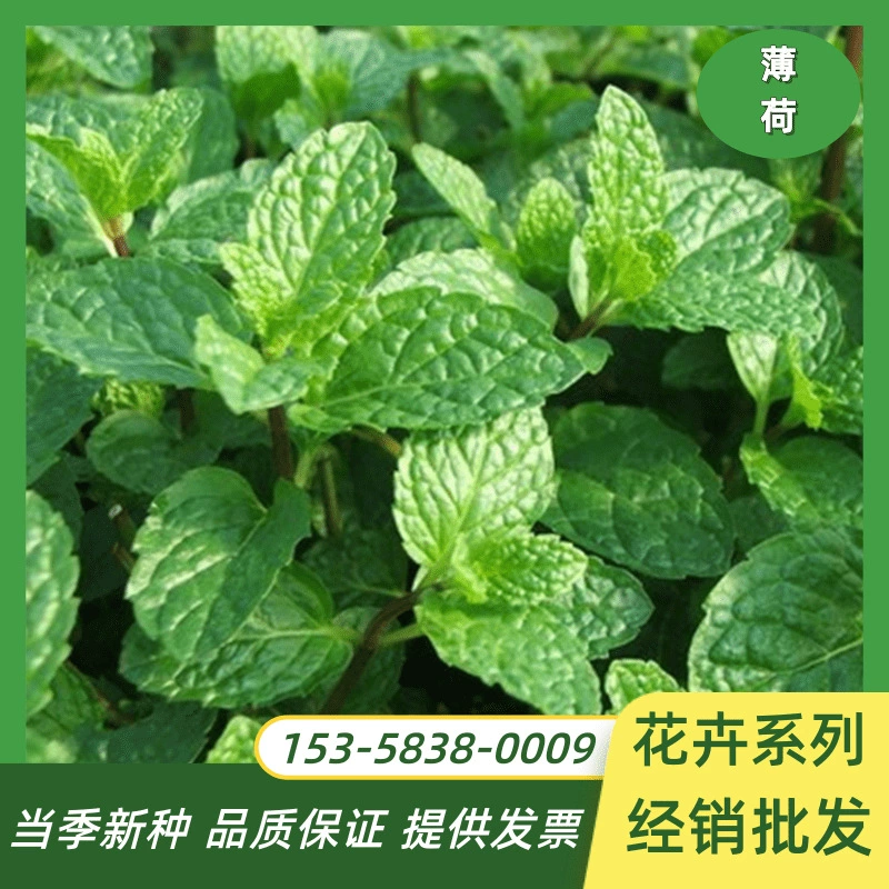 Оптовые съедобные семена Мяты балкон внутренние и наружные семена горшечных растений средство от комаров цветы кошачья мята семена