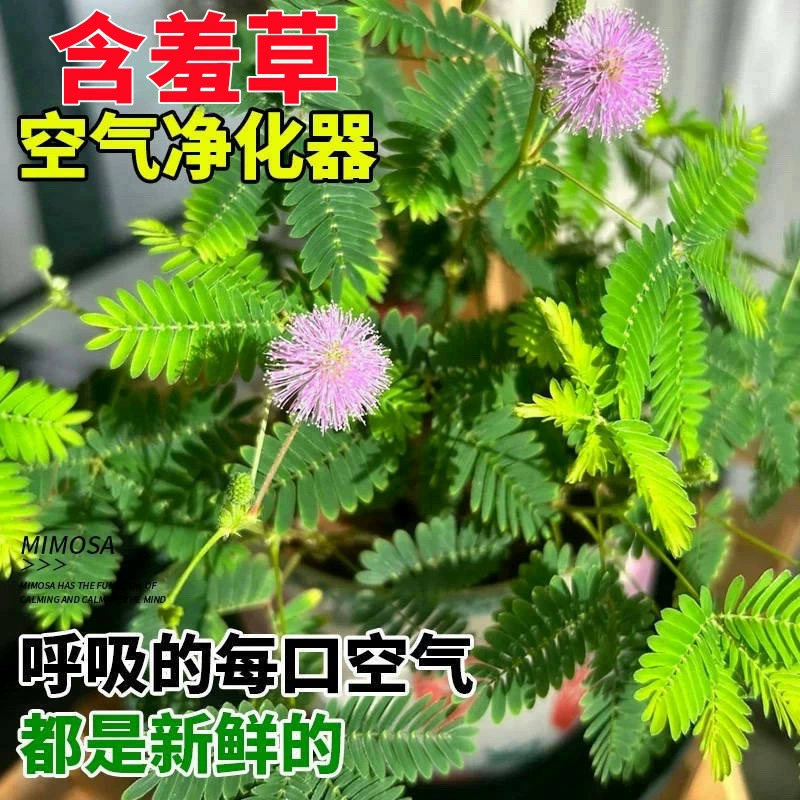 Семена мимозы, стеснительная трава, сенсорная трава, семена цветов в горшках, цветочные растения на балконе, зеленые растения, семена цветов