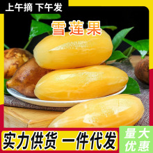 天山雪莲果新鲜水果当季现挖云南孕妇红心雪连果黄心脆甜整箱批发