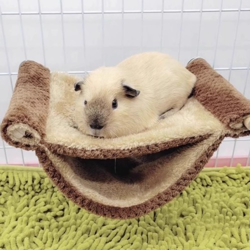 Dutch pig warm hanging bed sugar glider squirrel hammock golden bear chinchilla jumping platform hamster guinea pig hiding supplies
