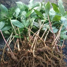 �Ĵ��ؘ������~һ֦���N��ߗU�A���F�����С�����Է��䉾������