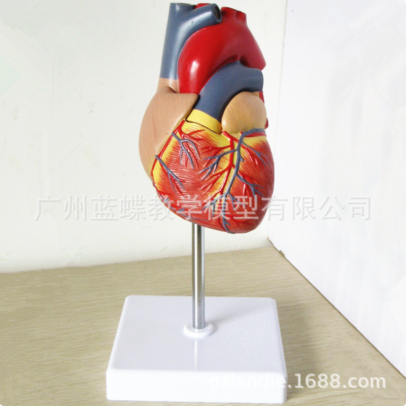 ��Ȼ���������ģ�� B���ʳ� ҽѧ ���������ѧ���ޱ�ʶ�