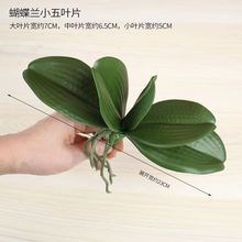 仿真蝴蝶兰叶胶片手感软胶 兰花叶仿真花盆栽 假花叶子插花叶子