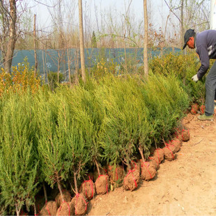 Cypress Saplings, Pine and Cypress, Platycladus Saplings, Hinoki Cypress, Round Cypress, Pine Tree, Pagoda, Pine, Dragon Cypress Seedlings, Sijiqing Base Wholesale