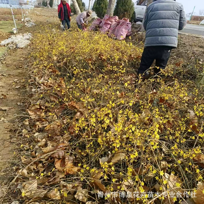 迎春花树苗耐寒绿化探春花庭院盆栽攀援爬藤垂吊类花卉报春花植物