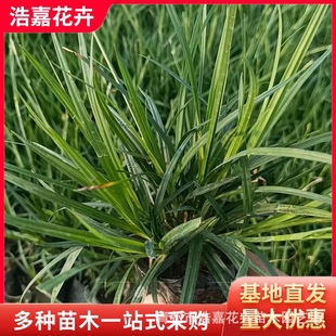 Laoyu Sphagnum Potted Seedlings Qingzhou Flower Supply Base Various Flower Seedling Base Supply Laoyu Sphagnum Cup Seedlings