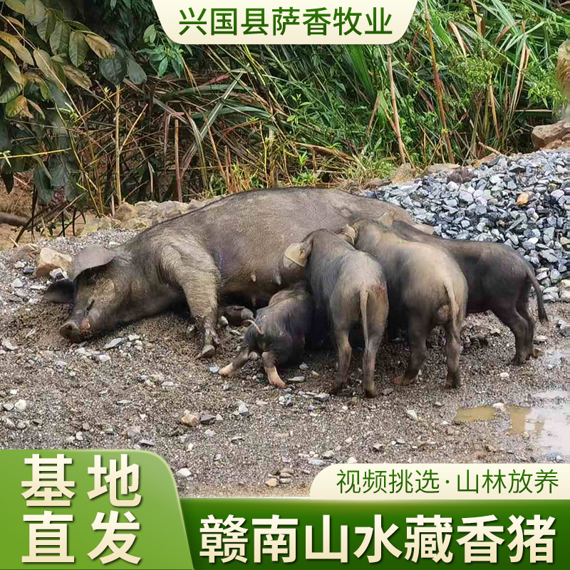 深山藏香猪 山林散养每日跑山纯种藏香黑猪无抗无激素整头100斤