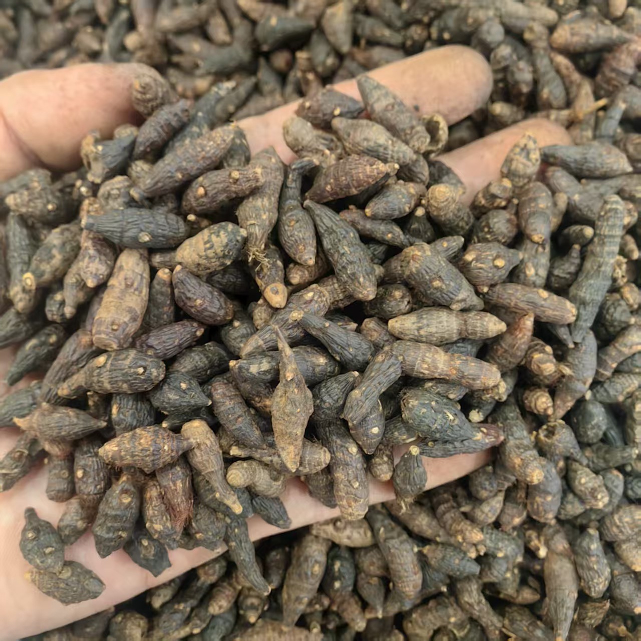 Xiang Fu Cyperus Rhizome Powder 500g Guangxi Dried Herb for Culinary and Traditional Use key features