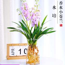 水培香水兰花苗室内植物浓香型四季建花卉耐寒植物冬季带花苞开花