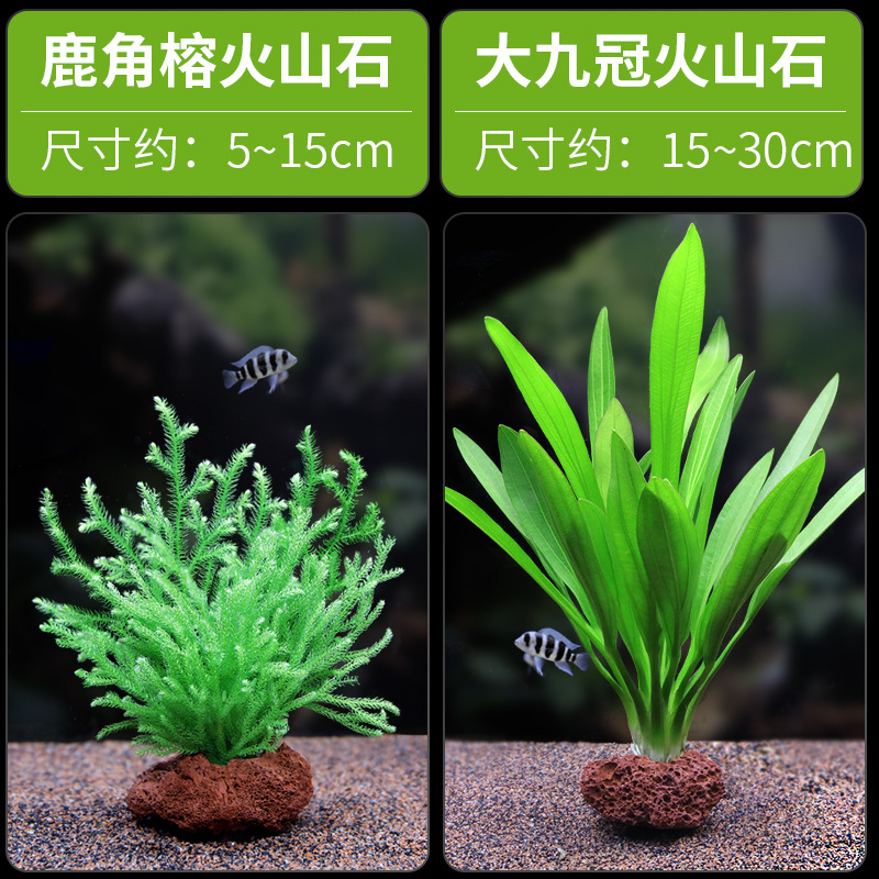 水槽造園パッケージ、水ヤシ、沈木、本物の水、淡水、無土壌植物、酸素化、低パール|undefined