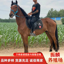 大量骑乘马繁殖出售 半血马养殖景点旅游用马 蒙古马 改良马匹