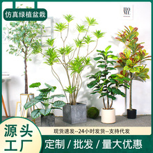 家居仿真绿植盆栽假绿植仿真尤加利柠檬树景芭蕉树仿真金钱树