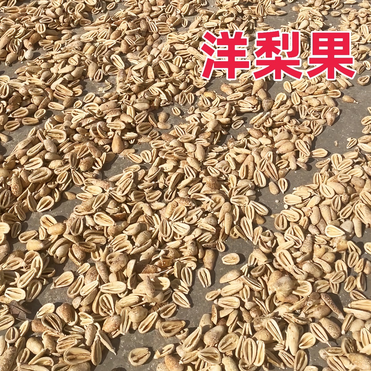 洋梨果通草花五眼果干花干果壳豆荚娃娃道具宠物玩具商场装饰干果