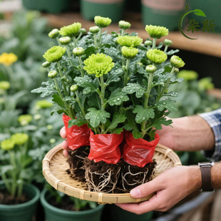 �ջ�Ѩ�P�N��������͟��̓����B�׻��ʳ�È@ˇ���Ժ��m�ջ��Gֲ