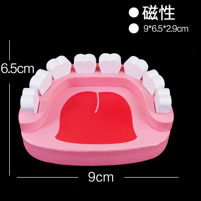 자기 치아 모델