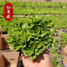 �������������߾��� �t�������Գɻ��ʸ� �ݻ��G���������߾���