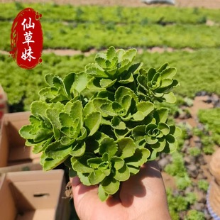 German Sedum Potted Panax Notoginseng Rhodiola Rosea Potted Plant Has High Survival Rate Grass and Flower Greening Project Panax Notoginseng