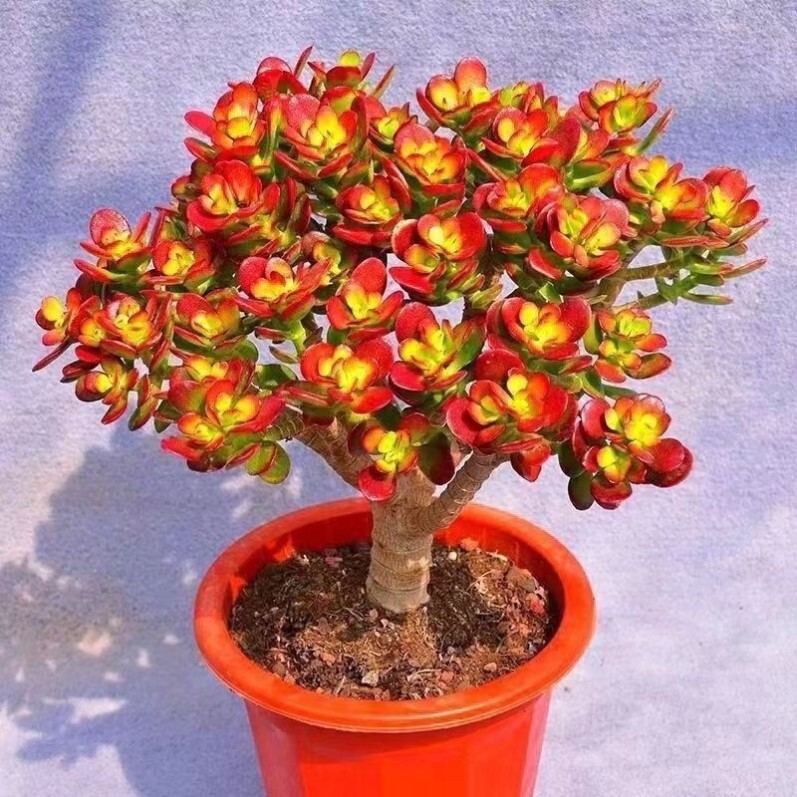 Money Tree Succulent Jade Tree Potted Plant Easy to Care for All Seasons Indoor Green Plant Flower Base