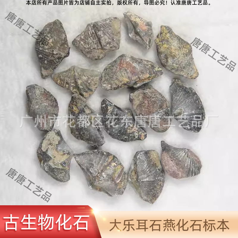 New Products Dale Er Shi Yan Fossil Paleontological Specimen Teaching and Training Equipment Animal Natural Fossil Specimen