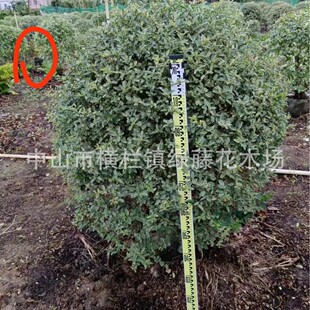 �����@�־G�����^�OӋ�NֲС�^�e���S�^�B�o���̻�ľ���ػ��~Ůؑ