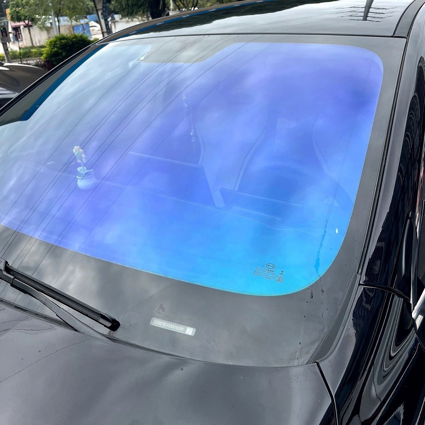 Blue Enchantress [매장 설치에는 포함되지 않음]