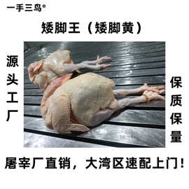 矮脚黄鸡矮脚王优项烧鸡窑鸡原材料正宗广东矮脚王正宗广东矮脚黄