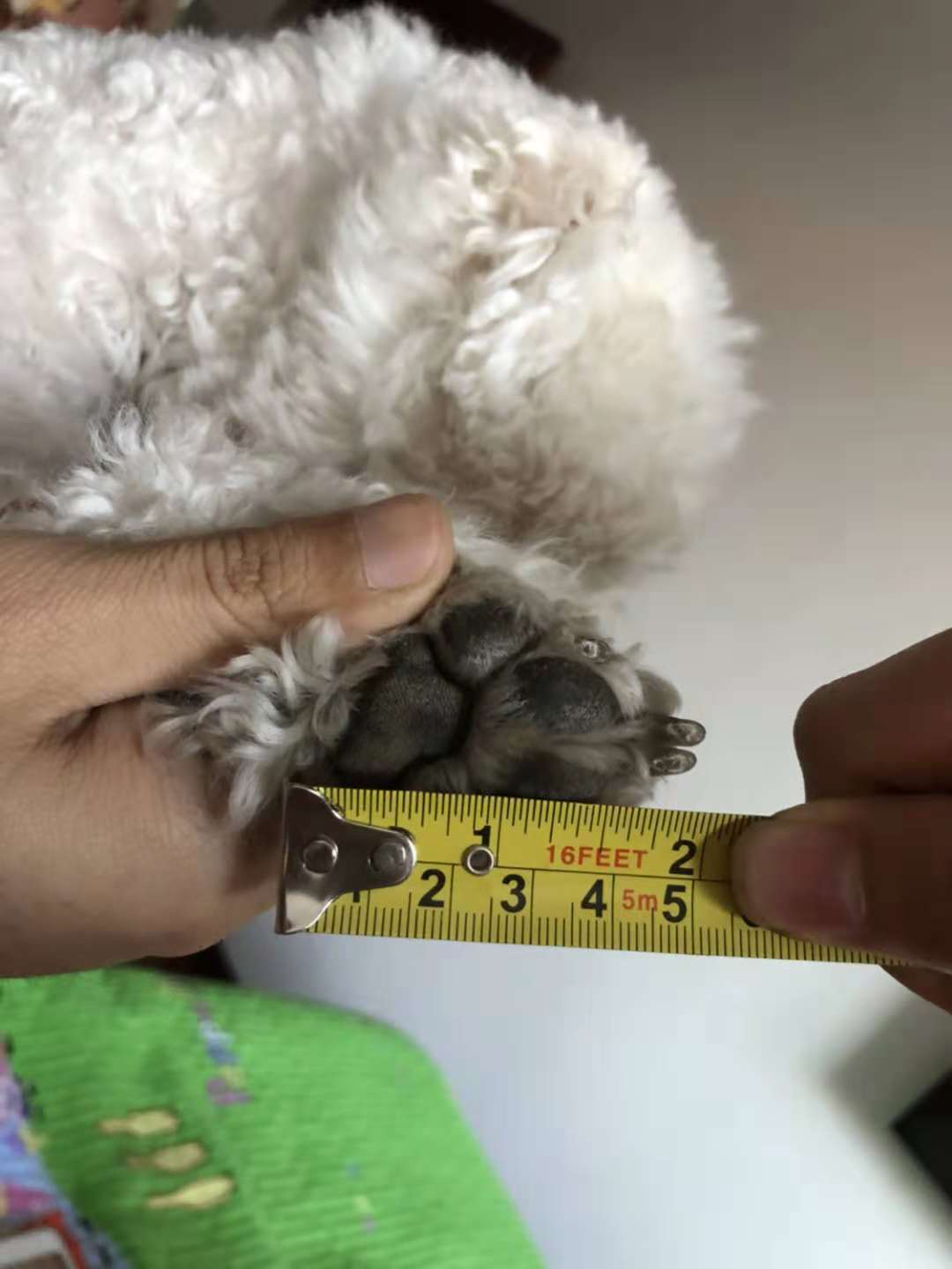 脚掌2