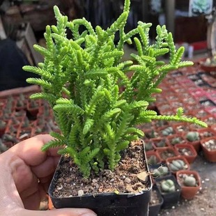 ���G����ֲ���҃��������i�����̨�k���҃�С�辰���B�o�Gֲ����