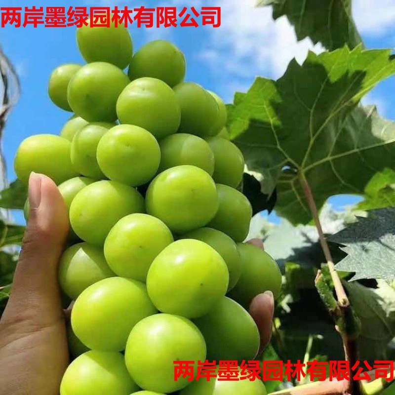 Саженцы винограда Кёхо Роза солнечного света в горшках южные и северные морозостойкие саженцы винограда саженцы плодовых деревьев посадка в дворе вьющиеся лозы