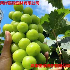 巨峰葡萄树苗阳光玫瑰盆栽南方北方耐寒葡萄苗果树苗庭院种植爬藤