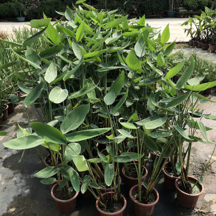 Zaili Flower Seedling Seed Base Wholesale Pond Wetland Aquatic Florals Emergent Plants Garden Engineering Greening Plants
