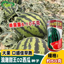 浪潮甜王02西瓜种子 大田用种中早熟杂交大红瓤椭圆花皮西瓜籽