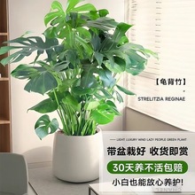 龟背竹客厅特大号盆栽大叶老桩植物室内大型好养易活落地四季绿植