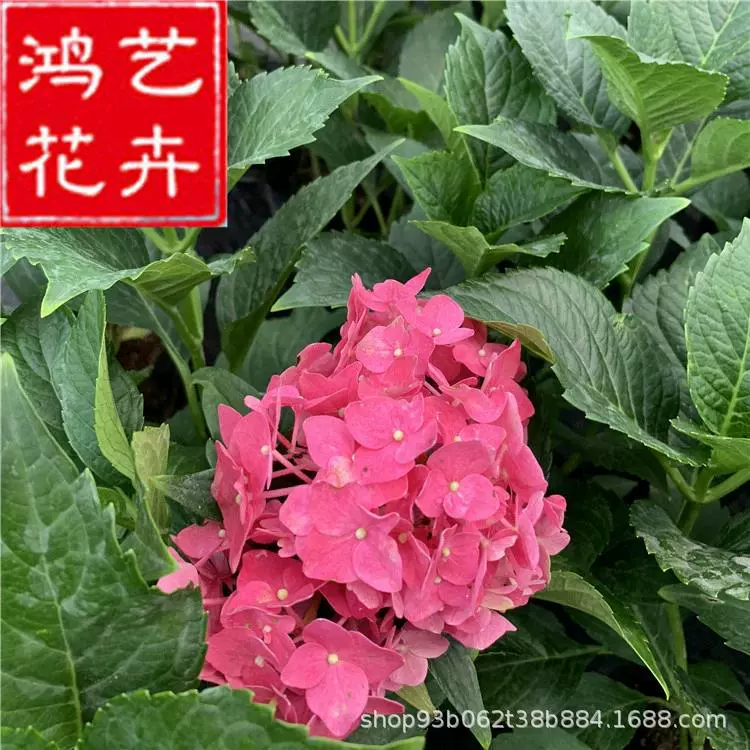 Посадки гортензии «Восемь бессмертных», большие посадки, старые кучи, бесконечное лето, комнатные цветы, четырехсезонные горшечные балконные цветы и цветы во дворе.