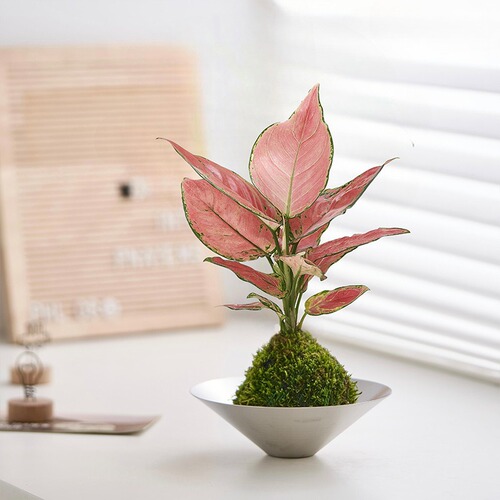 不锈钢碗绿植北欧风简约水培发财树客厅净化空气室内盆栽植物办公