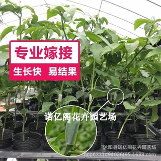 黄金九号黄金百香果苗嫁接树苗维蜜百香果苗香蜜纯甜四季结果爬藤