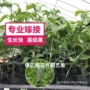 四季嫁接黄金香蜜百香果苗