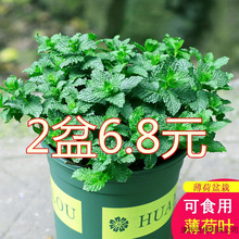 ���ʱ������Կ�ʳ���Ե��㱡���~�����ˮ����B�����҃ȾGֲ��