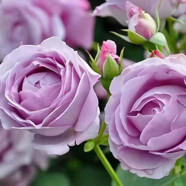 f6175001-8aec-433a-aaf1-ec6c73b0d462.jpe