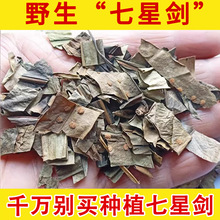 野山深山七星草野生 七星剑小叶骨牌草 丹瓦剑草 野生真货