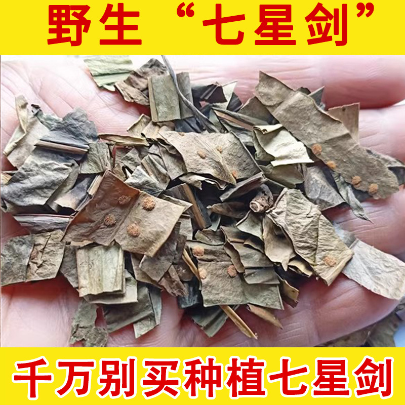 野山深山七星草野生 七星剑小叶骨牌草 丹瓦剑草 野生真货