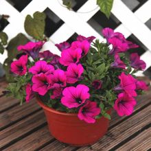 ����ţ�����̨�ڒ컨���͟��ױ��軨���_���C�������^�L