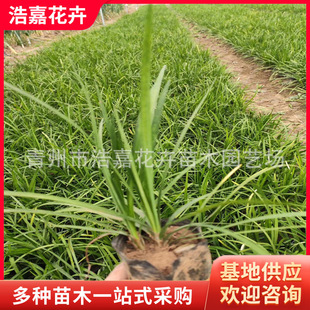 Potted Ophiopogon Japonicus with Thin Leaves, Short Ophiopogon Japonicus with Multiple Buds, Phnom Penh Ophiopogon Japonicus for Lawn Greening, Garden Greening